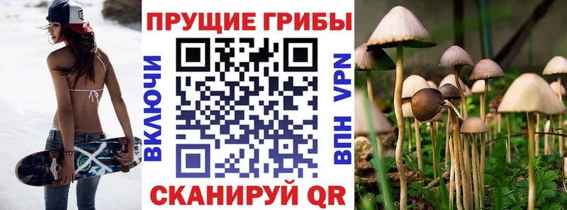 купить закладку  Камень-на-Оби  Псилоцибиновые грибы мицелий 